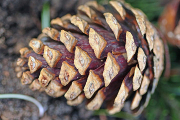 Zapfen © Petra Kohlstädt