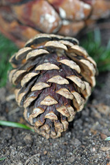 Zapfen © Petra Kohlstädt