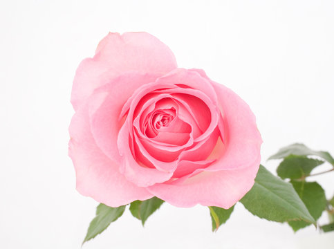 Macro of a Pink Rose