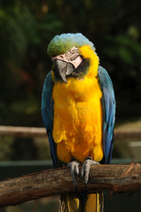 Colorful parrot