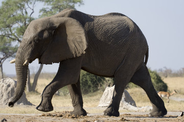 Fototapeta na wymiar Duży słoń