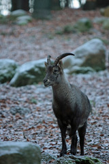 Obraz premium Steinbock