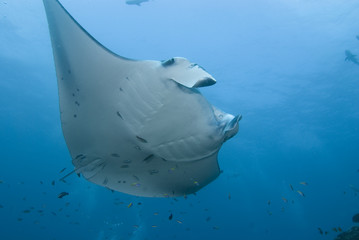 Manta Ray