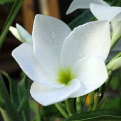 jeune fleur blanche de frangipanier