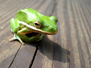 Green Tree Frog