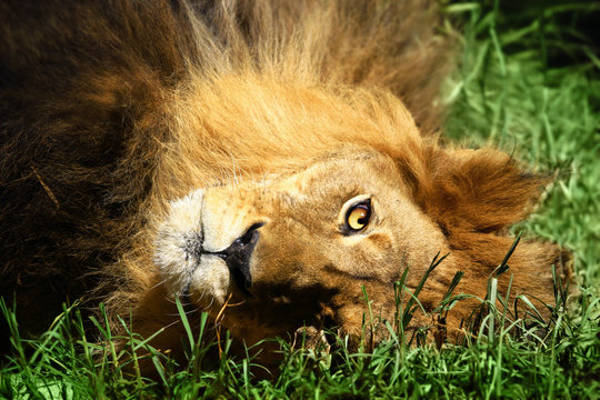 Lion
