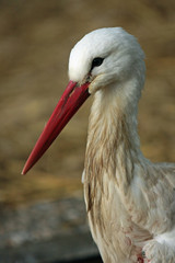 Storch