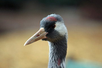 vogel