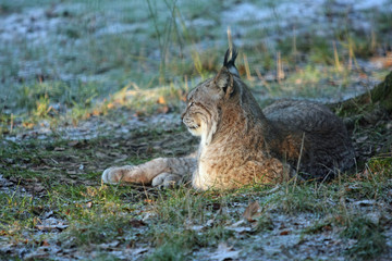 Obraz premium Luchs