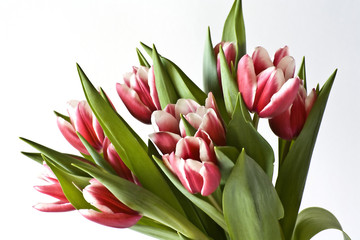 TULIP BOUQUET