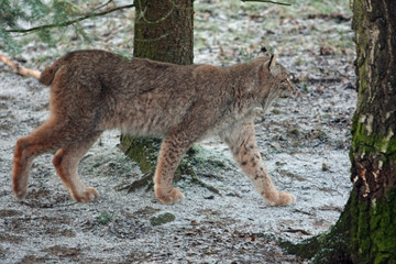 Obraz premium Luchs