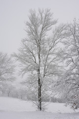 alberi con neve