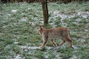 Luchs