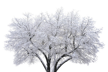 albero nella nebbia