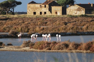 salins d'hyères et flamands roses