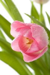 a close up of a pink tulip with water drops and green leaves