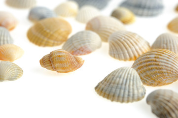 Cockleshells set
