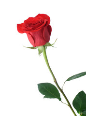Red rose