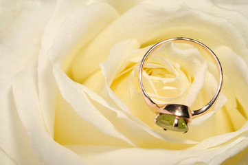 Ring in a white rose