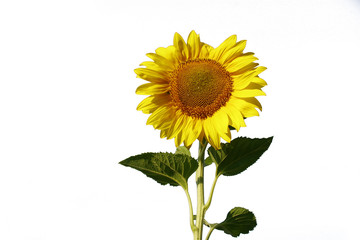 Obraz premium sunflower over white