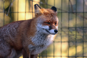 Fuchs