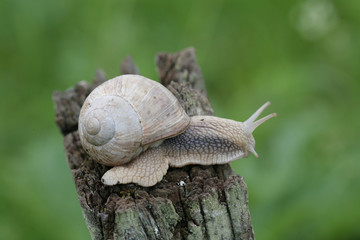 Snail
