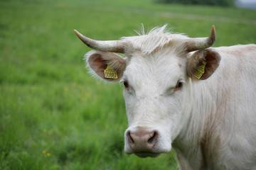 Danish cows