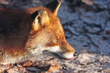 Fuchs