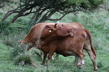 Danish cows