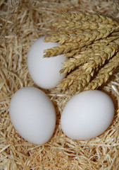 weiße Eier