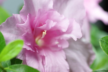 Obraz premium Frühling