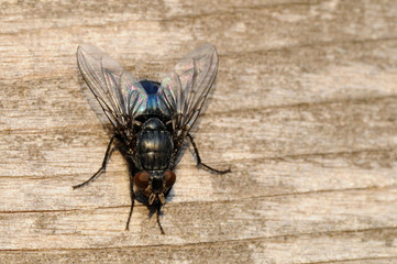Fliege