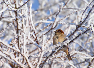 Spatz auf frostigem Zweig im Winter