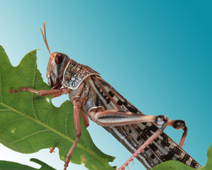 Locust