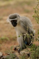 Vervet Monkey