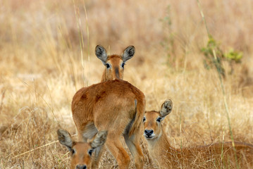 Reedbuck