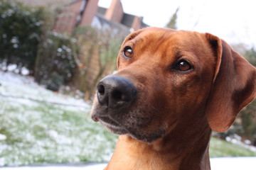 Rhodesian Ridgeback III