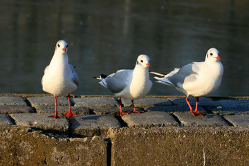 Möwen