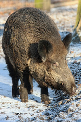 wildschwein