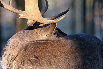 Hirsch © Petra Kohlstädt