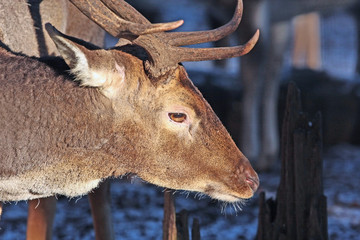 Hirsch © Petra Kohlstädt