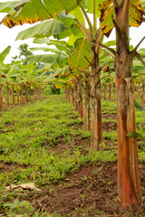 Bananenplantage in Peru, Südamerika