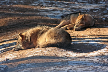 Fototapeta premium wolf