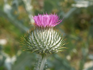 Krebsdistel, Wolldistel, Krampfdistel