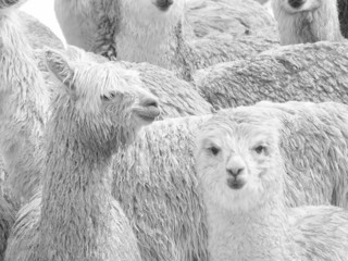 KONICA MINOLTA DIGITAL CAMERA © gaelj