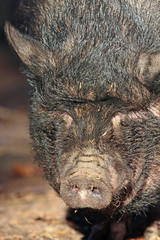 Schwein