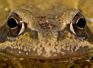 Grasfrosch