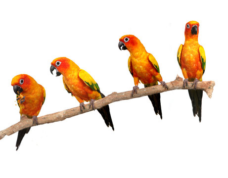Happy Sun Conure Parrots on a Perch on White Background