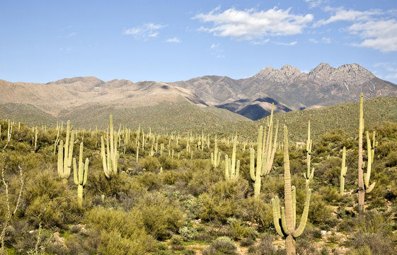 Desert Cactus and Mountains