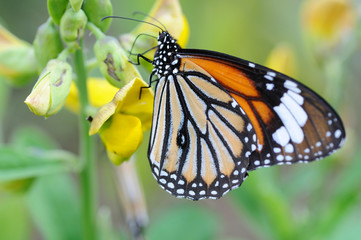 Monarch butterfly